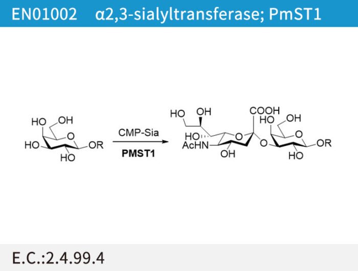 a2,3-sialyltransferase