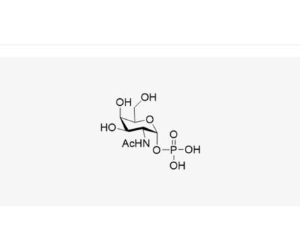 2-acetamido-2-deoxyhexopyranose-1-phosphate-galnac-1-p