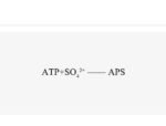 ATP-Sulfurylase-AnSAT