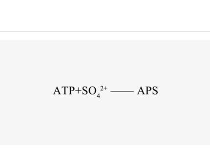 atp-sulfurylase-ansat
