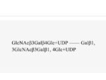 B1-3-galactosyltransferase-CvB3GalT