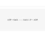 Galcuronokinase-AtGalAK