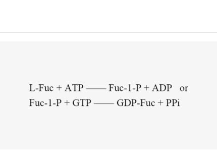 l-fucokinase-gdp-fucose-pyrophos-phorylase-fkp