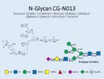 N-glycan-CG-N013