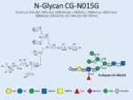 N-glycan-CG-N015G