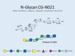 N-glycan-CG-N021