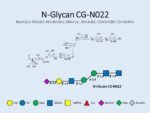 N-glycan-CG-N022