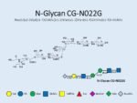 N-glycan-CG-N022G