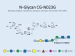 N-glycan-CG-N023G