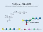 N-glycan-CG-N024