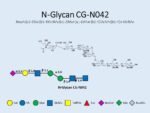 N-glycan-CG-N042