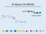 N-glycan-CG-N042G