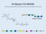 N-glycan-CG-N043G