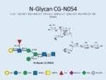 N-glycan-CG-N054