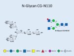 N-glycan-CG-N110