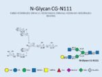 N-glycan-CG-N111