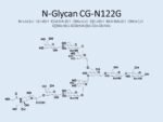 N-glycan-CG-N112G