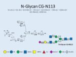 N-glycan-CG-N113