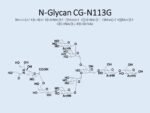 N-glycan-CG-N113G