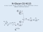 N-glycan-CG-N115