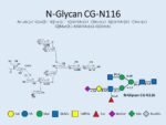 N-glycan-CG-N116