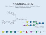 N-glycan-CG-N122