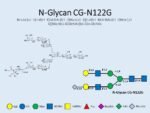 N-glycan-CG-N122G