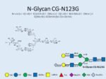 N-glycan-CG-N123G