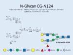 N-glycan-CG-N124