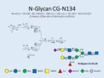 N-glycan-CG-N134