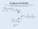 N-glycan-CG-N134G