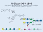 N-glycan-CG-N134G