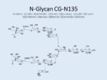 N-glycan-CG-N135