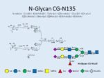 N-glycan-CG-N135