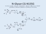 N-glycan-CG-N135G