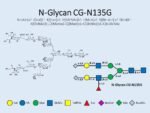 N-glycan-CG-N135G