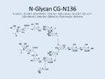 N-glycan-CG-N136