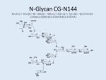 N-glycan-CG-N144