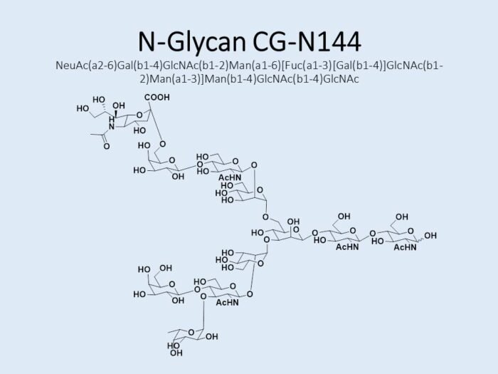 n-glycan-cg-n144-1