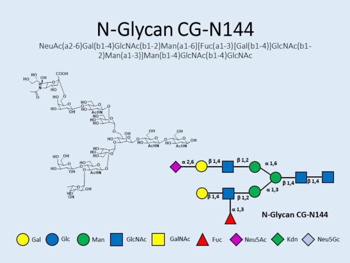 n-glycan-cg-n144