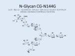 N-glycan-CG-N144G