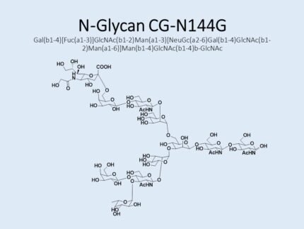 n-glycan-cg-n144g-1