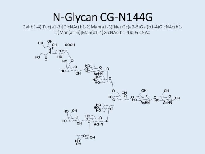 n-glycan-cg-n144g-1