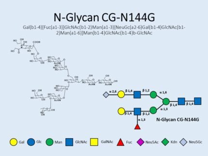 n-glycan-cg-n144g