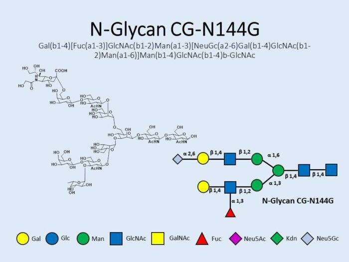 n-glycan-cg-n144g