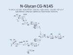 N-glycan-CG-N145