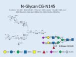 N-glycan-CG-N145