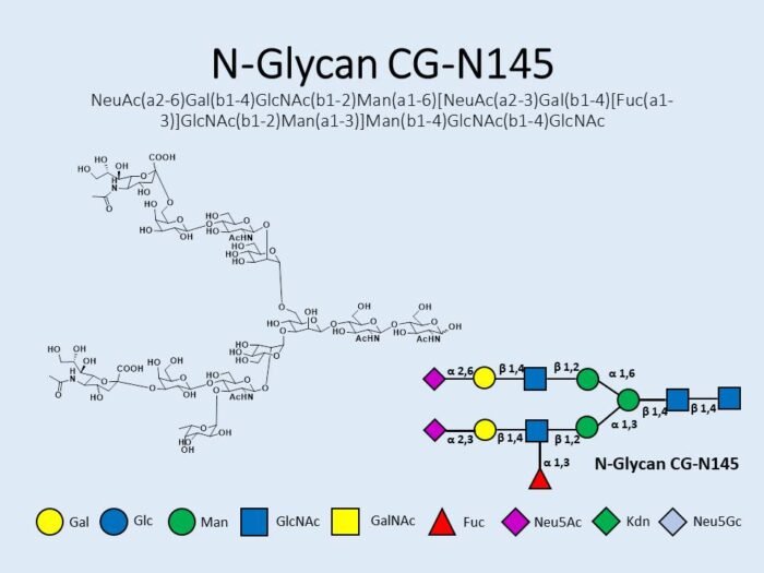 n-glycan-cg-n145