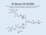 N-glycan-CG-N145G