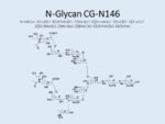 N-glycan-CG-N146